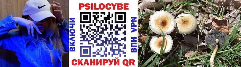 Купить где  Морозовск  Галлюциногенные грибы GOLDEN TEACHER 